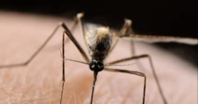 冰島首次發現蚊子| mtgamer.com