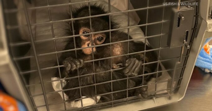 偷獵者正在殺死蜘蛛並在社交媒體上出售蜘蛛幼崽| mtgamer.com