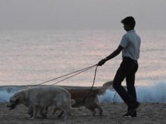 11 月 24 日之前向馬德拉斯高等法院提起針對欽奈寵物狗許可的案件
| mtgamer.com 11 月 24 日之前向馬德拉斯高等法院提起針對欽奈寵物狗許可的案件
| mtgamer.com