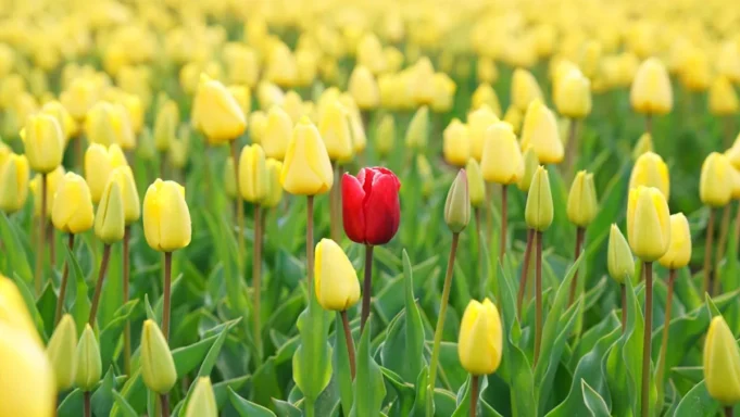 F/m Investments 準備推出首批 ETF 共同基金份額
| mtgamer.com