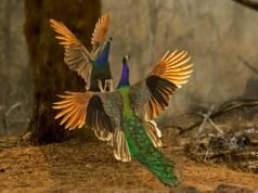 S Prashant 的野生動物圖像展覽揭示了卡納塔克邦的自然財富
| mtgamer.com S Prashant 的野生動物圖像展覽揭示了卡納塔克邦的自然財富
| mtgamer.com