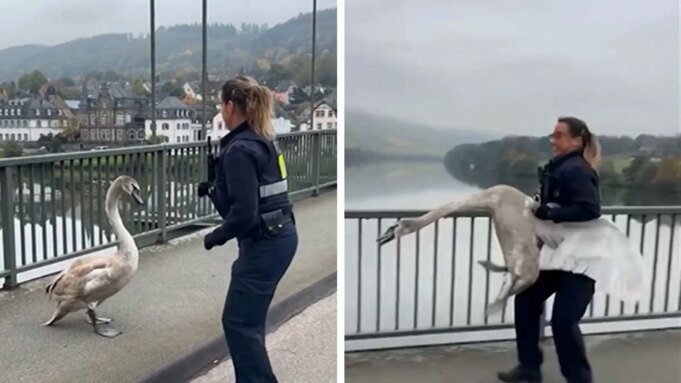 一名警察在一段搞笑視頻中將脾氣暴躁的天鵝從交通中救了出來| mtgamer.com