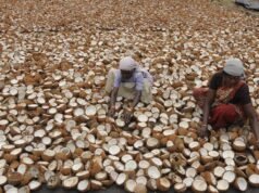 三角洲地區農民稱私營公司操縱幹椰肉價格
| mtgamer.com 三角洲地區農民稱私營公司操縱幹椰肉價格
| mtgamer.com