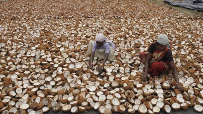 三角洲地區農民稱私營公司操縱幹椰肉價格
| mtgamer.com