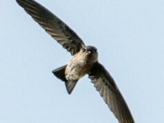 印度金絲燕因丘陵地形而出人意料,來到欽奈的“平坦”河口
| mtgamer.com 印度金絲燕因丘陵地形而出人意料,來到欽奈的“平坦”河口
| mtgamer.com