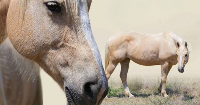 昆士蘭州警方調查發現 昆士蘭州警方調查發現有槍傷的死馬
| mtgamer.com