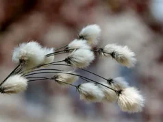 棉花以強勢結束本週
| mtgamer.com 棉花以強勢結束本週
| mtgamer.com