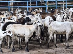 田納西州山羊和綿羊養殖政策倡導各區核心豬群、飼養者合作社
| mtgamer.com 田納西州山羊和綿羊養殖政策倡導各區核心豬群、飼養者合作社
| mtgamer.com