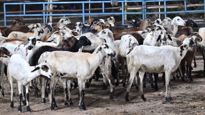 田納西州山羊和綿羊養殖政策倡導各區核心豬群、飼養者合作社
| mtgamer.com