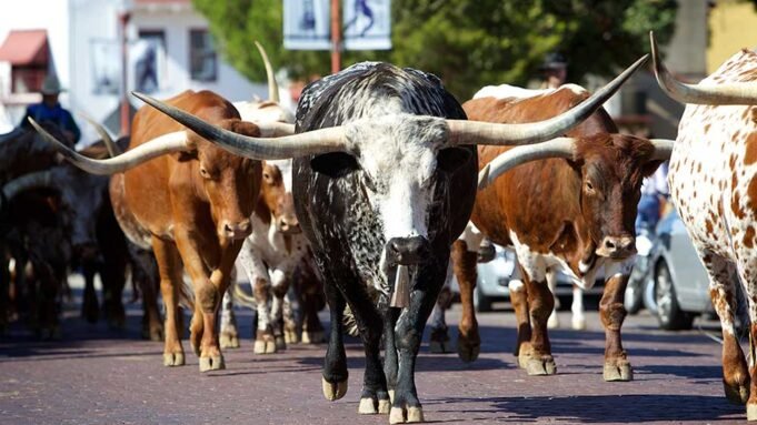 道瓊斯期貨到期；英偉達合作夥伴領銜四隻股票進入買入區
| mtgamer.com