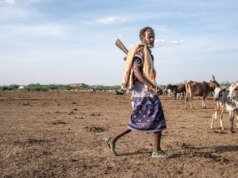 非本地樹木破壞了埃塞俄比亞的生態系統並威脅到生計
| mtgamer.com 非本地樹木破壞了埃塞俄比亞的生態系統並威脅到生計
| mtgamer.com