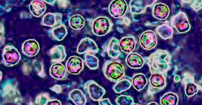 高度傳染性的致命疾病“可能在悉尼傳播”
| mtgamer.com