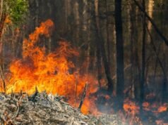 911 電話揭示了破壞性營地火災的根源
| mtgamer.com 911 電話揭示了破壞性營地火災的根源
| mtgamer.com