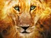 ‘The Chronicles of Narnia’ Books Ranked by How Much We Want to See Them Adapted on the Screen | mtgamer.com 'The Chronicles of Narnia' Books Ranked by How Much We Want to See Them Adapted on the Screen | mtgamer.com