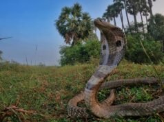 二十一世紀蛇咬傷的解決方案
| mtgamer.com 二十一世紀蛇咬傷的解決方案
| mtgamer.com