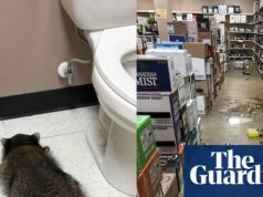 “他過著最美好的生活”:喝醉的浣熊到DMV去酒類商店買零食
| mtgamer.com “他過著最美好的生活”:喝醉的浣熊到DMV去酒類商店買零食
| mtgamer.com