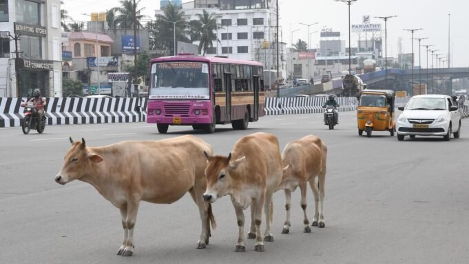 儘管計劃於 2024 年宣布，但大金奈公司尚未頒發養牛許可證
| mtgamer.com