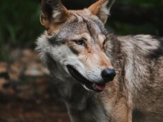 印度狼群襲擊造成 9 人死亡,其中大部分是兒童
| mtgamer.com 印度狼群襲擊造成 9 人死亡,其中大部分是兒童
| mtgamer.com