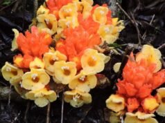 喀拉拉邦瓦亞納德區重新發現了被認為已經滅絕的寄生植物
| mtgamer.com 喀拉拉邦瓦亞納德區重新發現了被認為已經滅絕的寄生植物
| mtgamer.com