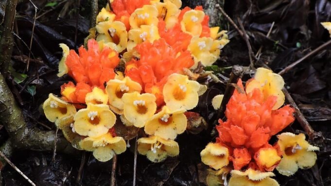 喀拉拉邦瓦亞納德區重新發現了被認為已經滅絕的寄生植物
| mtgamer.com