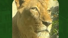 巴西青少年爬入動物園圍欄後被獅子殺死
| mtgamer.com 巴西青少年爬入動物園圍欄後被獅子殺死
| mtgamer.com