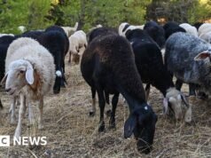 希臘綿羊和山羊撲殺引發人們對羊奶酪短缺的擔憂
| mtgamer.com 希臘綿羊和山羊撲殺引發人們對羊奶酪短缺的擔憂
| mtgamer.com