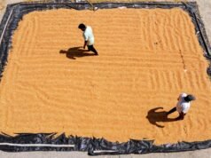 政府。向 KSCMF 發出命令,向釀酒廠採購和供應玉米
| mtgamer.com 政府。向 KSCMF 發出命令,向釀酒廠採購和供應玉米
| mtgamer.com