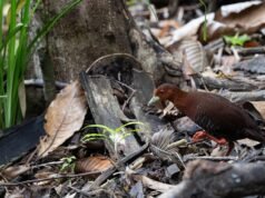 新發現凸顯了大尼科巴項目現場的生物多樣性
| mtgamer.com 新發現凸顯了大尼科巴項目現場的生物多樣性
| mtgamer.com