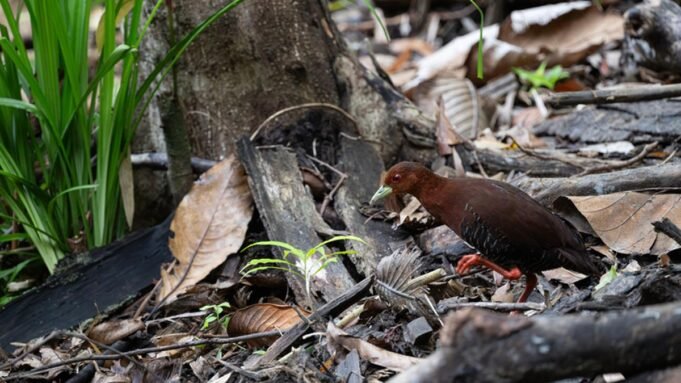 新發現凸顯了大尼科巴項目現場的生物多樣性
| mtgamer.com