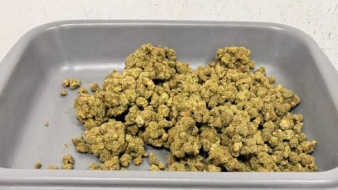 海關官員在欽奈機場從三名乘客身上查獲紅耳龜
| mtgamer.com