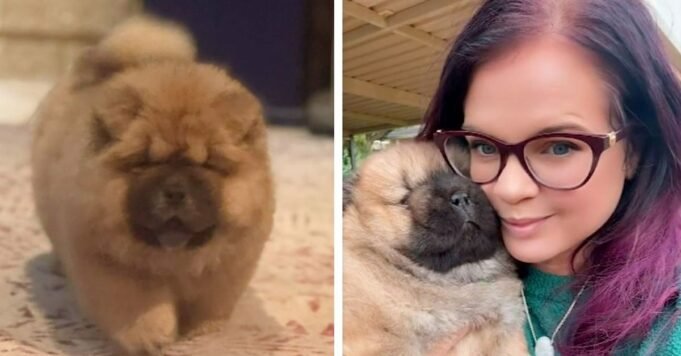 珀斯家庭懸賞疑似被盜 珀斯家庭懸賞疑似被盜的稀有珍貴狗
| mtgamer.com