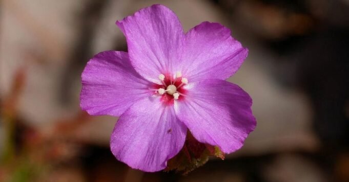 珀斯科學家偶然發現“令人驚嘆的”稀有食肉植物
| mtgamer.com