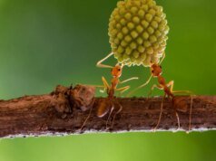 病蟻邀請自我犧牲來拯救蟻群:“來殺了我吧”
| mtgamer.com 病蟻邀請自我犧牲來拯救蟻群:“來殺了我吧”
| mtgamer.com