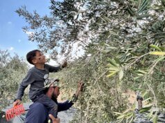 約旦河西岸橄欖收成創多年來最差,榨油機保持沉默
| mtgamer.com 約旦河西岸橄欖收成創多年來最差,榨油機保持沉默
| mtgamer.com