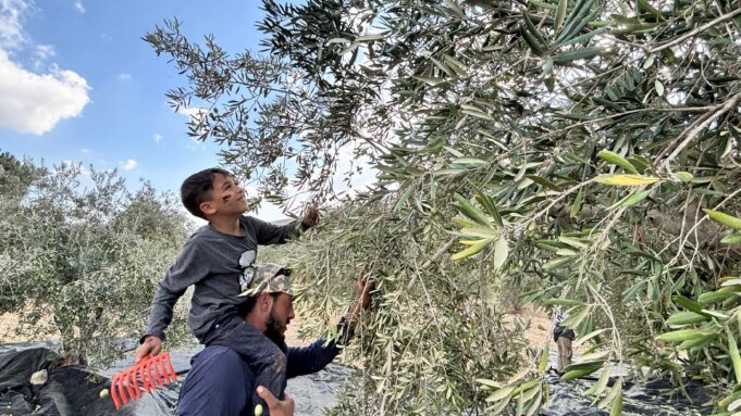 約旦河西岸橄欖收成創多年來最差，榨油機保持沉默
| mtgamer.com