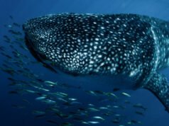 鯊魚和鰩魚從野生動物貿易中獲得全面保護
| mtgamer.com 鯊魚和鰩魚從野生動物貿易中獲得全面保護
| mtgamer.com