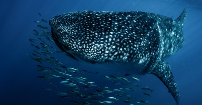 鯊魚和鰩魚從野生動物貿易中獲得全面保護
| mtgamer.com