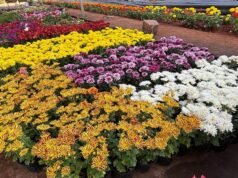 1 月 26 日起在烏杜皮舉行共和國日水果和花卉展
| mtgamer.com 1 月 26 日起在烏杜皮舉行共和國日水果和花卉展
| mtgamer.com