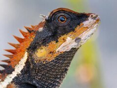 3億年前的大腦節律將人類、鳥類和蜥蜴聯繫在一起
| mtgamer.com 3億年前的大腦節律將人類、鳥類和蜥蜴聯繫在一起
| mtgamer.com