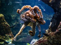 一種秘密的章魚分子可以阻止截留的氧氣殺死鈣鈦礦細胞
| mtgamer.com 一種秘密的章魚分子可以阻止截留的氧氣殺死鈣鈦礦細胞
| mtgamer.com