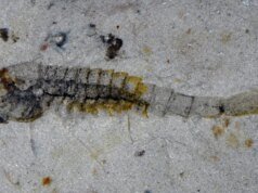 中國發現在大規模滅絕事件中倖存下來的古代物種
| mtgamer.com 中國發現在大規模滅絕事件中倖存下來的古代物種
| mtgamer.com