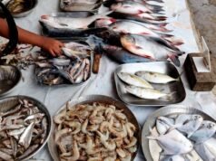 使您的魚籃多樣化以吸引新市場:從南亞野鯪、喀拉鯪到小蝦、羅非魚、鯰魚
| mtgamer.com 使您的魚籃多樣化以吸引新市場:從南亞野鯪、喀拉鯪到小蝦、羅非魚、鯰魚
| mtgamer.com