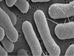 吃甲烷的微生物提供了一種將排放物轉化為塑料、飼料和燃料的新方法
| mtgamer.com 吃甲烷的微生物提供了一種將排放物轉化為塑料、飼料和燃料的新方法
| mtgamer.com