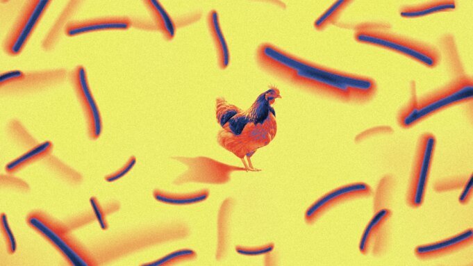 因李斯特菌問題召回超過 13,000 磅雞肉
 | mtgamer.com