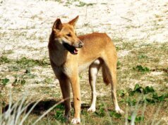 澳大利亞殺死與一名婦女死亡有關的野狗,引發強烈反對
| mtgamer.com 澳大利亞殺死與一名婦女死亡有關的野狗,引發強烈反對
| mtgamer.com