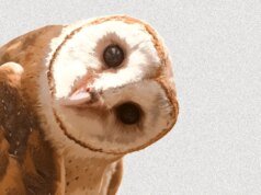 為什麼 TikTok 上的每個人都假裝是貓頭鷹
| mtgamer.com 為什麼 TikTok 上的每個人都假裝是貓頭鷹
| mtgamer.com