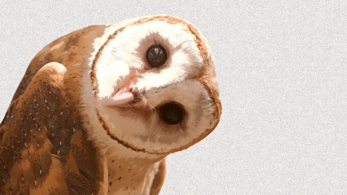 為什麼 TikTok 上的每個人都假裝是貓頭鷹
 | mtgamer.com