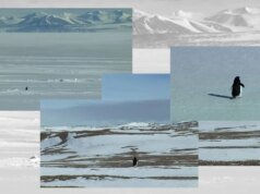 為什麼“虛無主義企鵝”成為當下的情緒
| mtgamer.com 為什麼“虛無主義企鵝”成為當下的情緒
| mtgamer.com