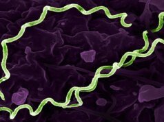 研究發現5550歲哥倫比亞男子攜帶世界上最古老的梅毒相關細菌
| mtgamer.com 研究發現5550歲哥倫比亞男子攜帶世界上最古老的梅毒相關細菌
| mtgamer.com