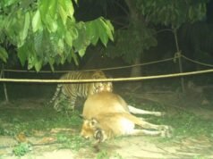 老虎進入帕皮康達魯國家公園生態敏感區
| mtgamer.com 老虎進入帕皮康達魯國家公園生態敏感區
| mtgamer.com